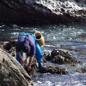 三陸産ふのり 11g×4袋_魚介・海産物 海苔 海藻 のり ノリ_【1614482】
