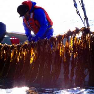 三陸産カットわかめ 20g×3袋_魚介・海産物 わかめ 海苔・海藻 ワカメ_【1614484】