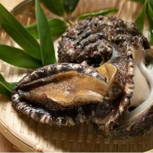 【南三陸町直送】三陸産天然活アワビ 5～6個(600g)　貝むきセット入_魚介・海産物 鮑（アワビ） 貝 あわび_【配送不可地域：離島・北海道・沖縄県・信越、北陸・東海・近畿・中国・四国・九州】【1371847】
