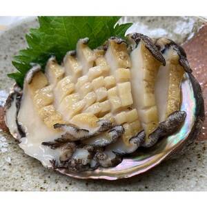 【南三陸町直送】三陸産天然活アワビ 5～6個(600g)　貝むきセット入_魚介・海産物 鮑（アワビ） 貝 あわび_【配送不可地域：離島・北海道・沖縄県・信越、北陸・東海・近畿・中国・四国・九州】【1371847】