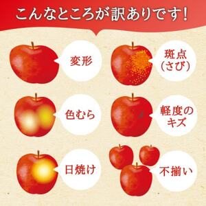 宮城県産  ご家庭用 サンふじ5kg(11～20玉入り)生産者選別済みのリンゴ_果物・フルーツ りんご  リンゴ 林檎_【1461381】