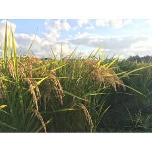 【新米が届く】10坪オーナー権(白米)ひとめぼれ10kg_ 精米 米    ひとめぼれ 米 _【1471089】