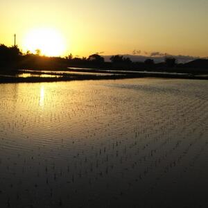 【新米が届く】10坪オーナー権(白米)ひとめぼれ10kg_ 精米 米    ひとめぼれ 米 _【1471089】