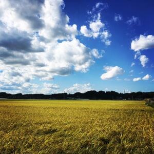 【新米が届く】10坪オーナー権(白米)ひとめぼれ10kg_ 精米 米    ひとめぼれ 米 _【1471089】