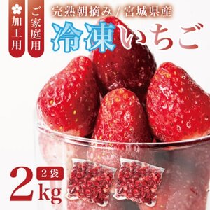 宮城県産 完熟冷凍いちご 2kg(1kg×2袋)【加工用・ご家庭用】ヘタ無しで便利♪通年出荷_果物・フルーツ いちご  イチゴ 苺_【配送不可地域：離島】【1497570】