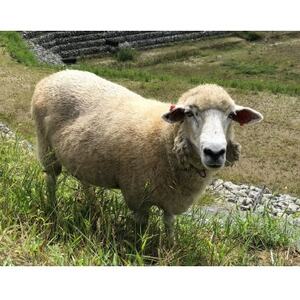 宮城県産羊　焼肉用　400g(約400g×1P/2～3人前)_肉 羊肉・ラム肉（ジンギスカン）  ラム肉 ひつじ ヒツジ ラム ジンギスカン_【配送不可地域：離島】【1541395】