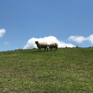 宮城県産羊　焼肉用　400g(約400g×1P/2～3人前)_肉 羊肉・ラム肉（ジンギスカン）  ラム肉 ひつじ ヒツジ ラム ジンギスカン_【配送不可地域：離島】【1541395】