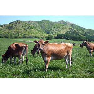 【 リピーター続出!! 】超濃厚ヨーグルト酒　720ml×2本_酒・アルコール   _【配送不可地域：離島】【1380409】