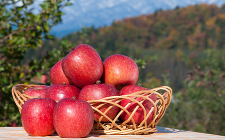 《2026年先行予約》山形県産 蜜入り 高徳りんご 2kg(6～12玉) 2026年10月下旬から順次発送 F2Y-5348