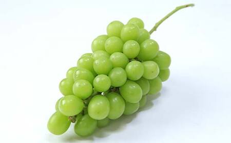 【先行予約 2026年度発送】♪フルーツ王国山形 シャインマスカット1.2kg 9月発送 マスカット ぶどう ブドウ 葡萄 デザート フルーツ 果物 くだもの 果実 食品 山形県 FSY-2555