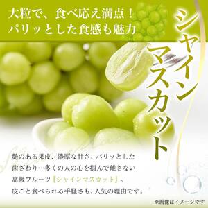【先行予約 2026年度発送】♪フルーツ王国山形 シャインマスカット1.2kg 9月発送 マスカット ぶどう ブドウ 葡萄 デザート フルーツ 果物 くだもの 果実 食品 山形県 FSY-2555