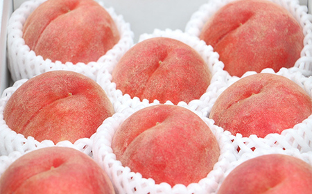 【先行受付 令和8年度発送】山形もぎたて白桃2kg ギフト箱入り もも モモ 桃 デザート フルーツ 果物 くだもの 果実 食品 山形県 FSY-1036