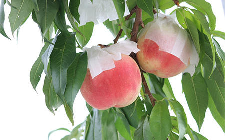 【先行受付 令和8年度発送】山形もぎたて白桃2kg ギフト箱入り もも モモ 桃 デザート フルーツ 果物 くだもの 果実 食品 山形県 FSY-1036