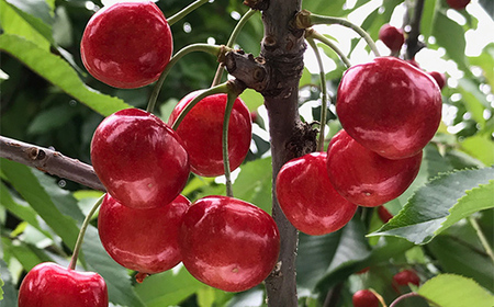 【2026年先行予約】さくらんぼ「紅秀峰」600g 秀品 2Lサイズ以上 山形県産 FSY-1203