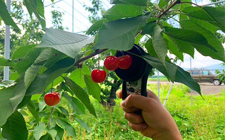 【2026年先行予約】さくらんぼ「紅秀峰」600g 秀品 2Lサイズ以上 山形県産 FSY-1203