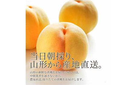 【2025年産 先行予約】山形県産 黄桃 秀品3kg（8～12玉前後）  もも モモ 桃 デザート フルーツ 果物 くだもの 果実 食品 山形県 FSY-1357