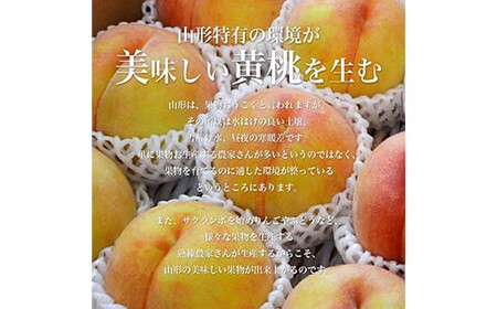 【2025年産 先行予約】山形県産 黄桃 秀品3kg（8～12玉前後）  もも モモ 桃 デザート フルーツ 果物 くだもの 果実 食品 山形県 FSY-1357