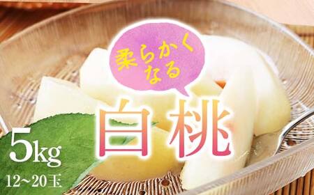 《2026年産先行受付》山形県産 白桃 秀品 5kg（12玉～20玉） 品種おまかせ 軟らかくなる桃 あかつき 川中島白桃 伊達白桃 他 もも モモ 桃 デザート フルーツ 果物 くだもの 果実 食品 山形県 FSY-2514