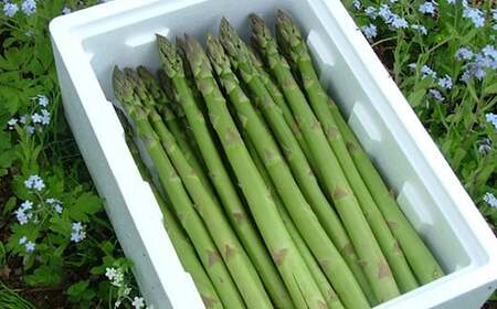 《先行予約 2026年度発送》グリーンアスパラガス FSY-0150