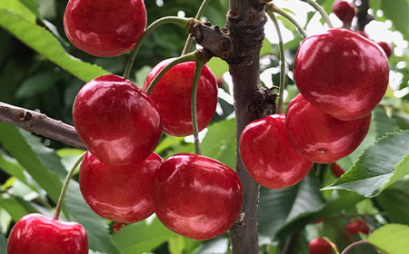 【2026年先行予約】さくらんぼ「佐藤錦」300g 特秀品 Lサイズ以上 山形県産 FSY-1204