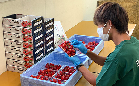 【2026年先行予約】さくらんぼ「佐藤錦」600g 特秀品 Lサイズ以上 山形県産 FSY-1206