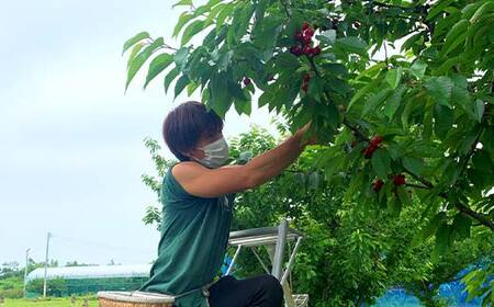 【2026年先行予約】さくらんぼ「紅秀峰」600g 特秀品 2Lサイズ以上 山形県産 FSY-1208