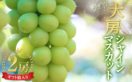 【先行受付 令和8年度発送】大房もぎたてシャインマスカット 2房 1.5kg ギフト箱入り マスカット ぶどう ブドウ 葡萄 デザート フルーツ 果物 くだもの 果実 食品 山形県 FSY-1210