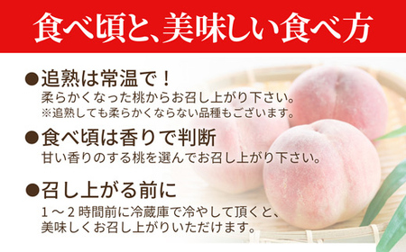 《先行予約 2025年度発送》山形県産 白桃 秀品 3kg  もも モモ 桃 デザート フルーツ 果物 くだもの 果実 食品 山形県 FSY-1240