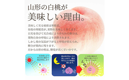 《先行予約 2026年度発送》 山形県産 白桃 秀品 5kg もも モモ 桃 デザート フルーツ 果物 くだもの 果実 食品 山形県 FSY-1241