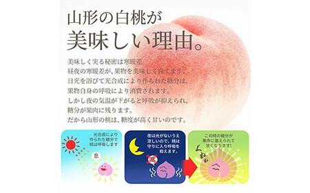 《2026年産 先行予約》山形県産 白桃 秀品 2kg（7玉前後） もも モモ 桃 デザート フルーツ 果物 くだもの 果実 食品 山形県 FSY-1243
