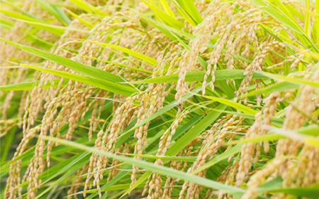 令和5年度産 特別栽培米つや姫 10kg（5kg×2袋） 山形県産 F2Y-3827