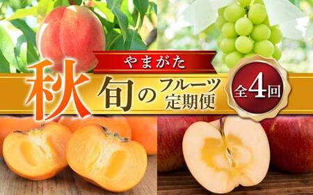 ≪2026年先行予約≫ 全4回やまがた 「秋」 旬のフルーツ定期便 もも モモ 桃 デザート フルーツ 果物 くだもの 果実 食品 山形県 FSY-2664