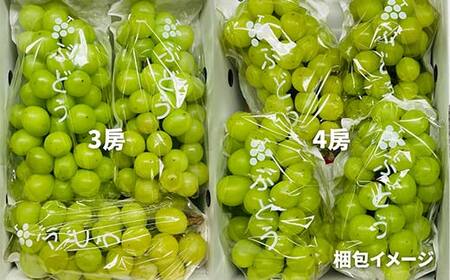 2025年先行受付》ぶどう「シャインマスカット」 秀品 2～6房(2kg