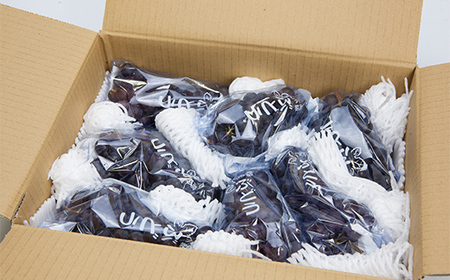 ≪2026年先行予約≫【仲野観光果樹園】ご家庭用 山形県産 スチューベン 2kg(6～13房) 種あり ぶどう 2026年9月上旬から順次発送 F2Y-5819