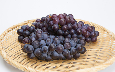 ≪2026年先行予約≫【仲野観光果樹園】ご家庭用 山形県産 スチューベン 2kg(6～13房) 種あり ぶどう 2026年9月上旬から順次発送 F2Y-5819