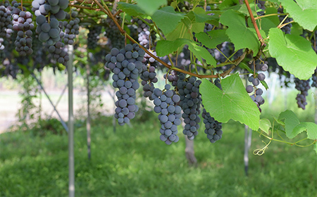 ≪2026年先行予約≫【仲野観光果樹園】ご家庭用 山形県産 スチューベン 2kg(6～13房) 種あり ぶどう 2026年9月上旬から順次発送 F2Y-5819