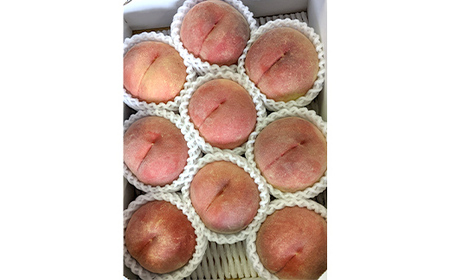 《先行予約 2026年発送》旬の桃 （白桃） 秀品 約3kg 8～12玉 もも モモ 桃 デザート フルーツ 果物 くだもの 果実 食品 山形県 FSY-2527