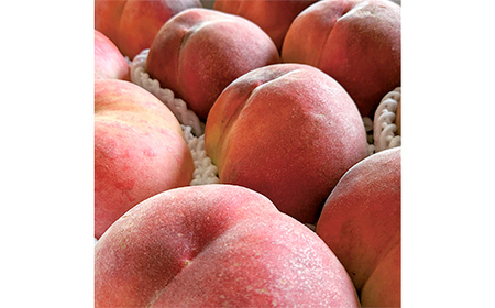 《先行予約 2026年発送》旬の桃 （白桃） 秀品 約3kg 8～12玉 もも モモ 桃 デザート フルーツ 果物 くだもの 果実 食品 山形県 FSY-2527