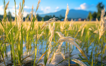 【2024年度発送先行予約】 山形県産6種食べ比べ 30kg (つや姫、はえぬき、雪若丸、つきあかり、ミルキークイーン、コシヒカリ) コシヒカリ 米 お米 ブランド米 銘柄米 備蓄 日本米 こしひかり コメ ごはん ご飯 食品 山形県 F2Y-3970