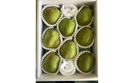 《2026年産先行受付》山形県の至高！山形県厳選フルーツ定期便 全3回 なし ナシ 梨 デザート フルーツ 果物 くだもの 果実 食品 山形県 FSY-2518