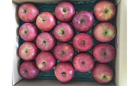 《2026年産先行受付》山形県の至高！山形県厳選フルーツ定期便 全3回 なし ナシ 梨 デザート フルーツ 果物 くだもの 果実 食品 山形県 FSY-2518