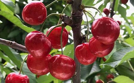 【先行受付（令和8年度発送）】 2026年産 さくらんぼ「佐藤錦」300g 秀品 Lサイズ以上 山形県産 FSY-2084