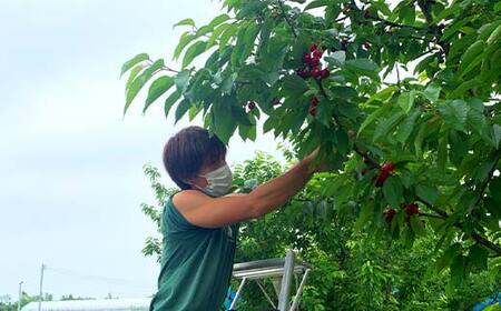 【先行受付（令和8年度発送）】 2026年産 さくらんぼ「佐藤錦」300g 秀品 Lサイズ以上 山形県産 FSY-2084