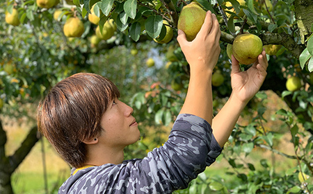 【先行予約（2026年11月中旬頃より順次発送）】ラ・フランス 2kg 秀品 FSY-2089