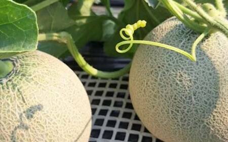 《2026年 先行予約》 ワッツ・ワッツ・ファームのジューシー大玉メロン 2玉 果物 フルーツ FSY-2376