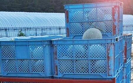 《2026年 先行予約》 ワッツ・ワッツ・ファームのジューシー大玉メロン 2玉 果物 フルーツ FSY-2376