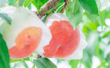 《2026年 先行予約》 農家自慢の柔らかくなる桃 約2kg(5～10玉) 果物 フルーツ FSY-2052