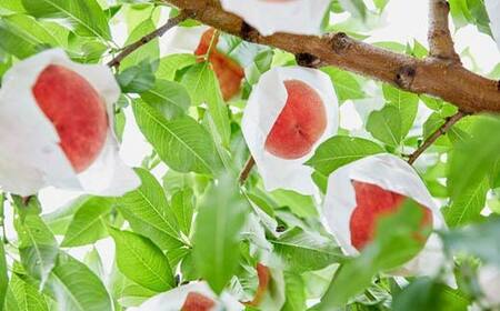 《2026年 先行予約》 農家自慢の柔らかくなる桃 約3kg(6～14玉) 果物 フルーツ FSY-2053