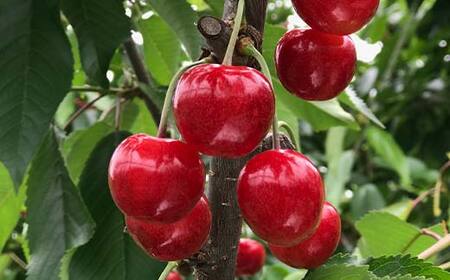 【2026年先行予約】さくらんぼ「紅秀峰」300g 特秀品 2Lサイズ以上 ≪桐箱入り≫ 山形県産 FSY-1207