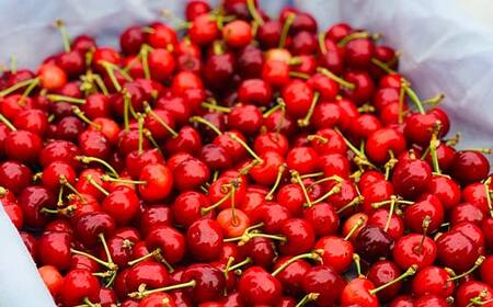 【2026年先行予約】さくらんぼ「紅秀峰」300g 特秀品 2Lサイズ以上 ≪桐箱入り≫ 山形県産 FSY-1207